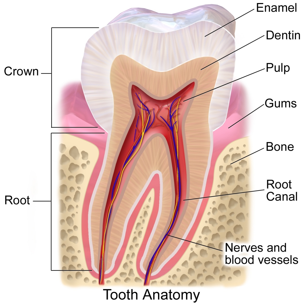 Endodonzia